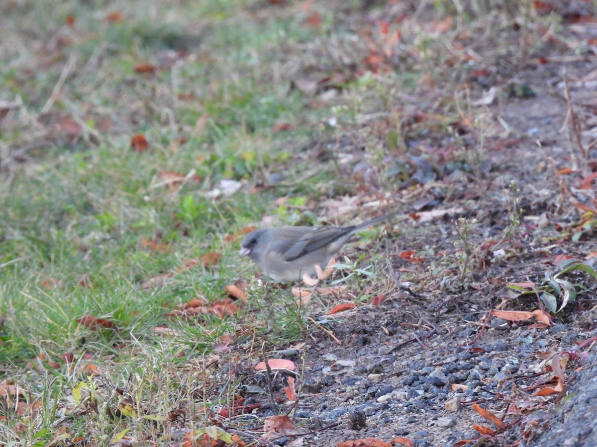 Dark-eyed Junco - ML645572952
