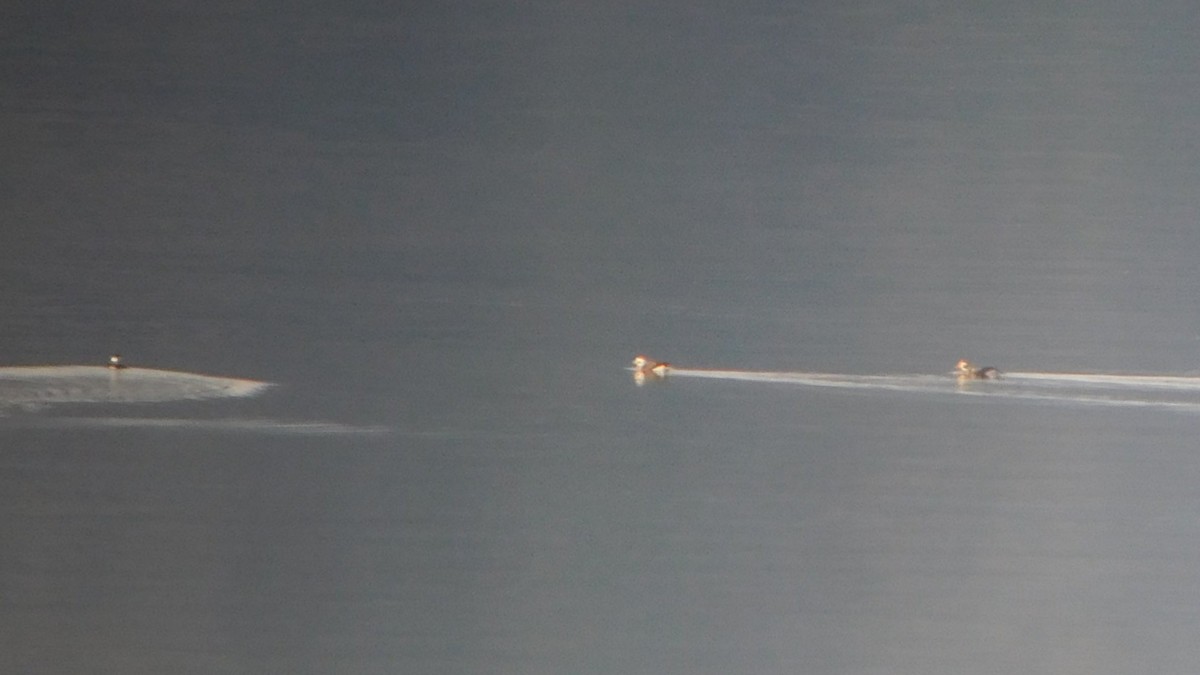 Long-tailed Duck - ML645572953