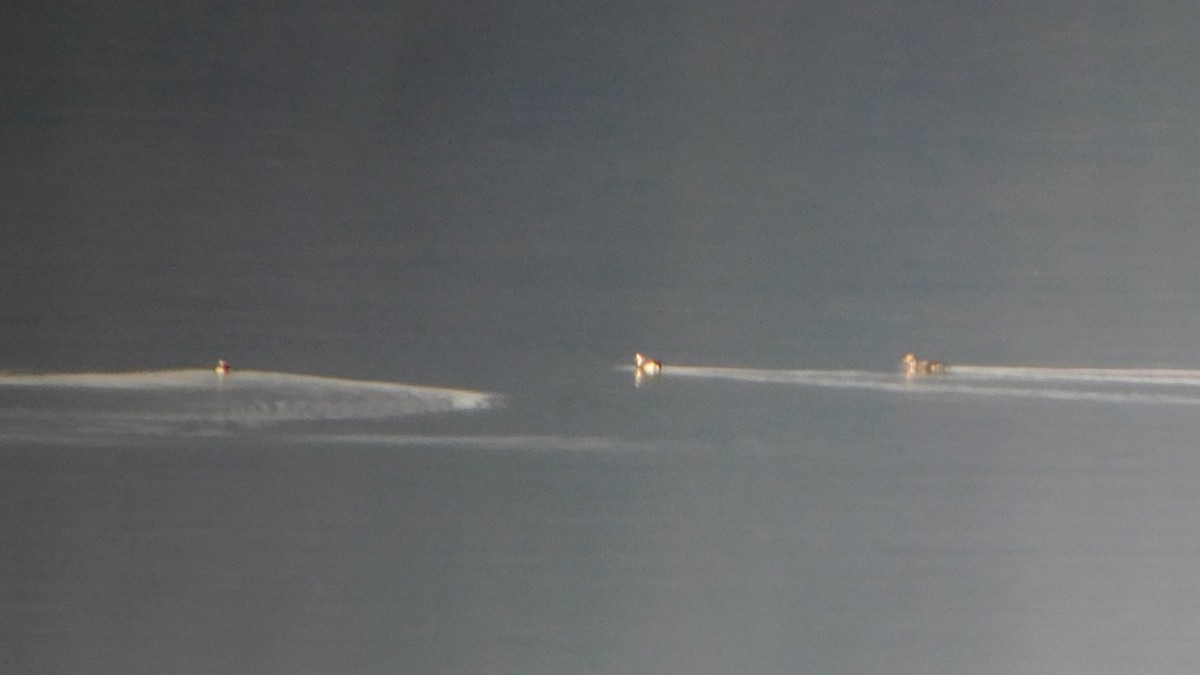 Long-tailed Duck - ML645572954