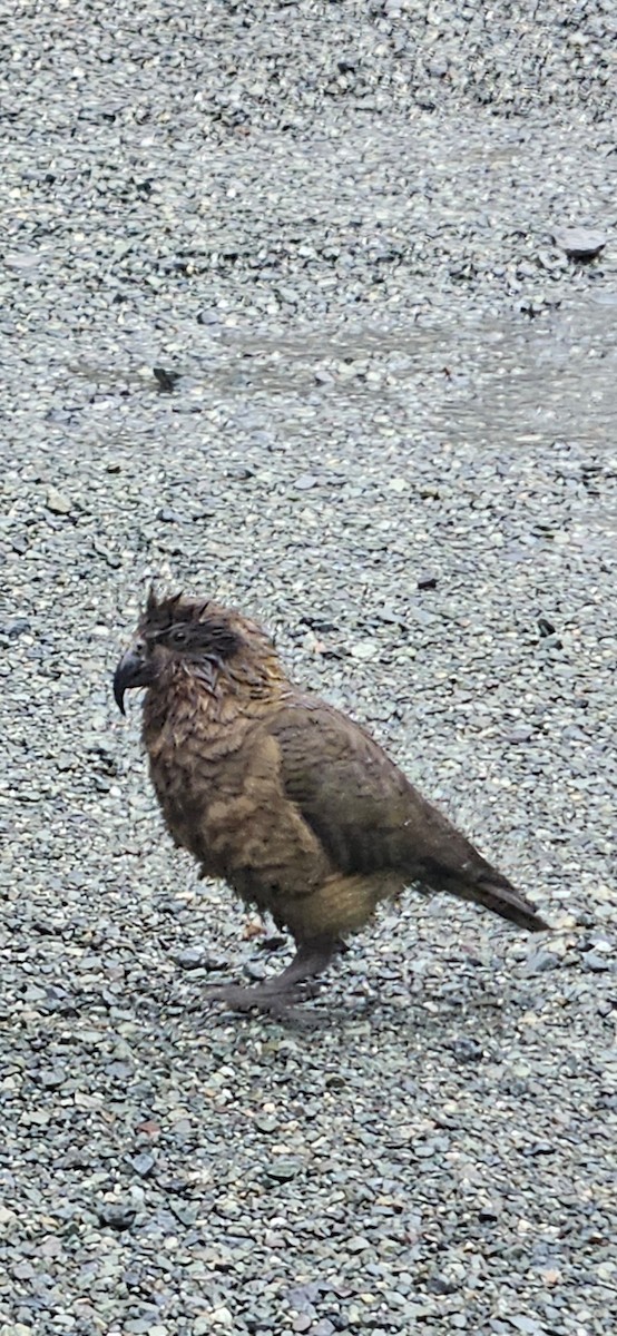 Kea - ML645572955