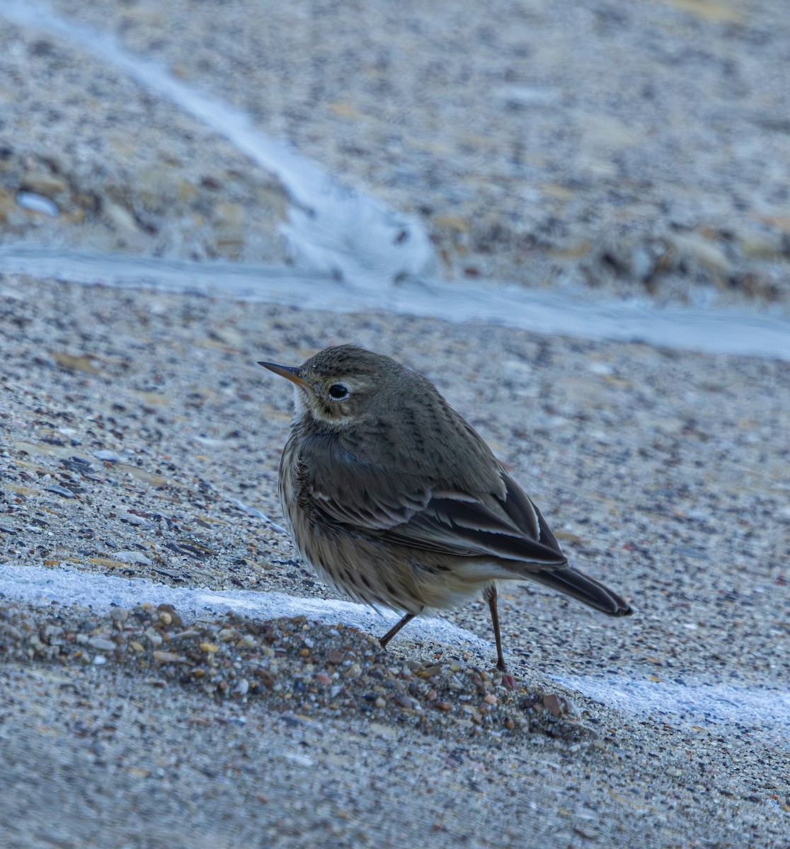 Yellow-rumped Warbler - ML645572960