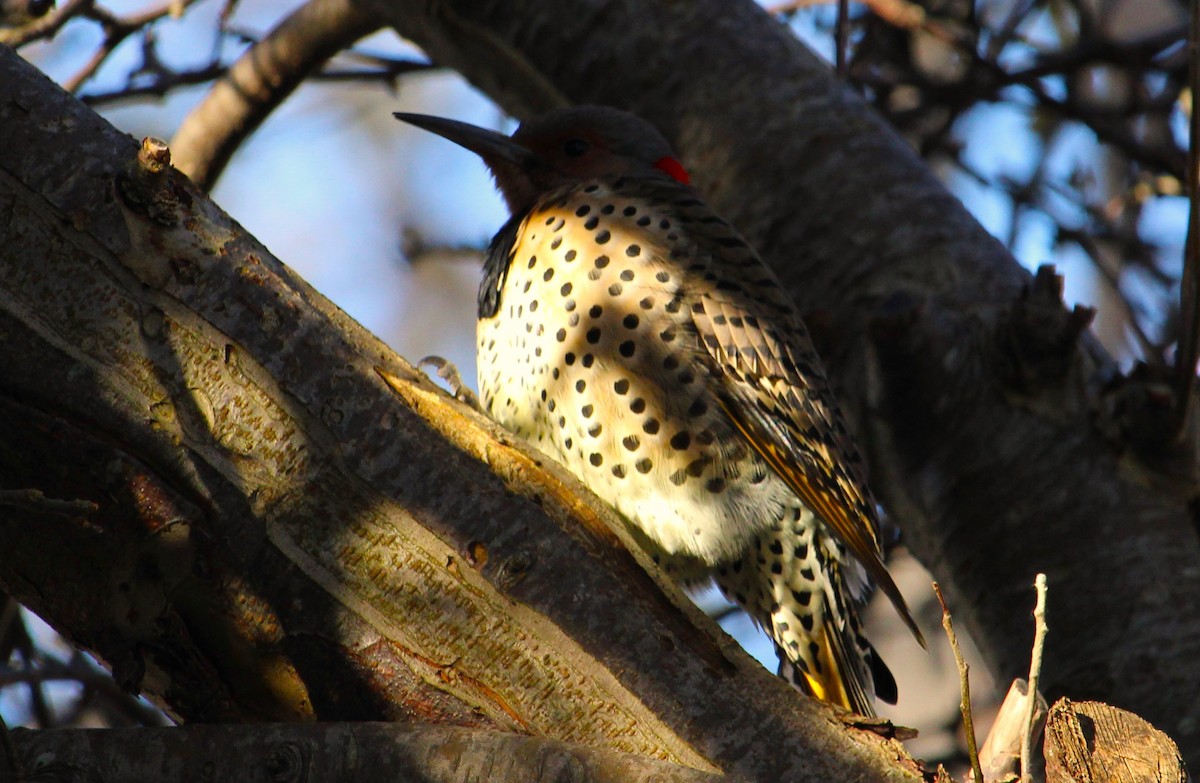 Northern Flicker - ML645572961