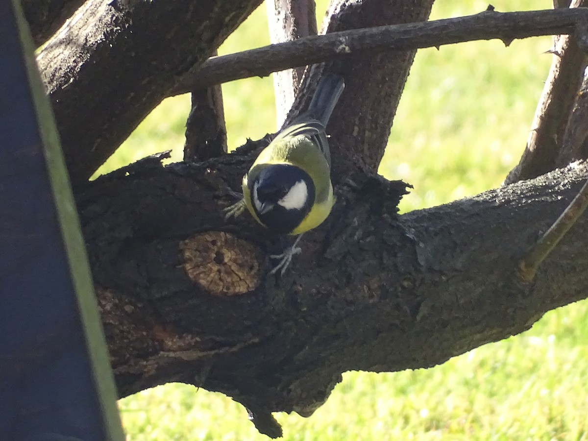 Great Tit - ML645572962