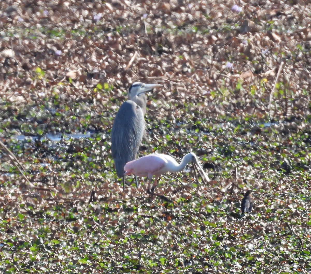 Roseate Spoonbill - ML645572964