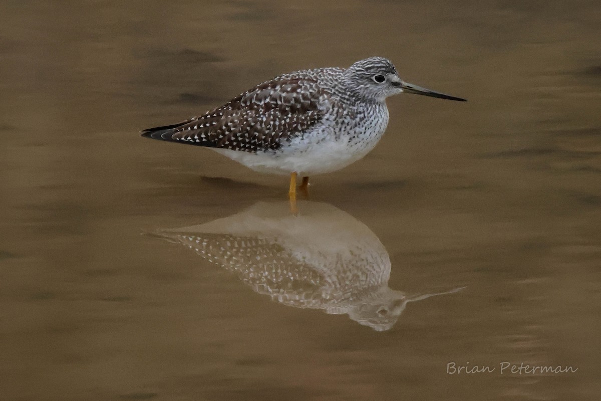 Greater Yellowlegs - ML645572965
