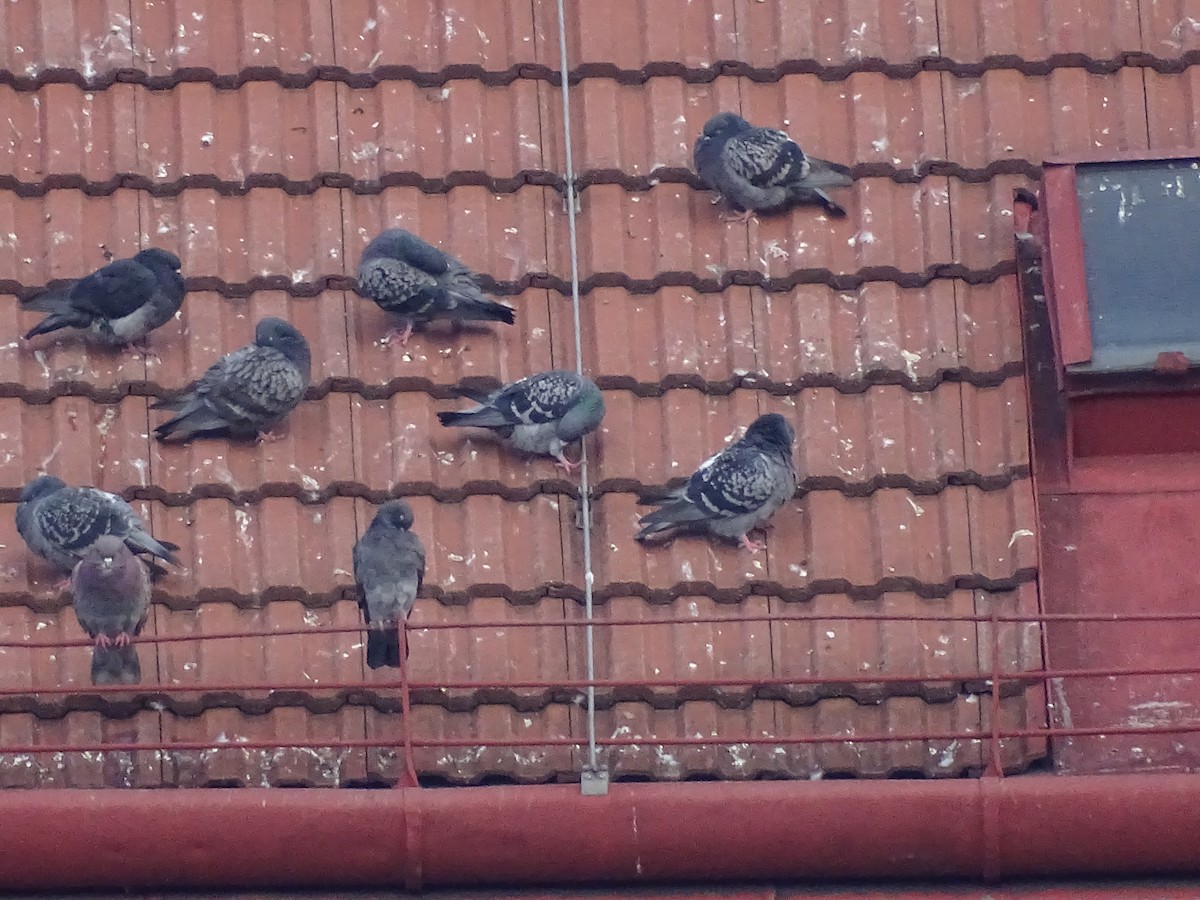 Haitz-usoa (etxekoa) - ML645572981