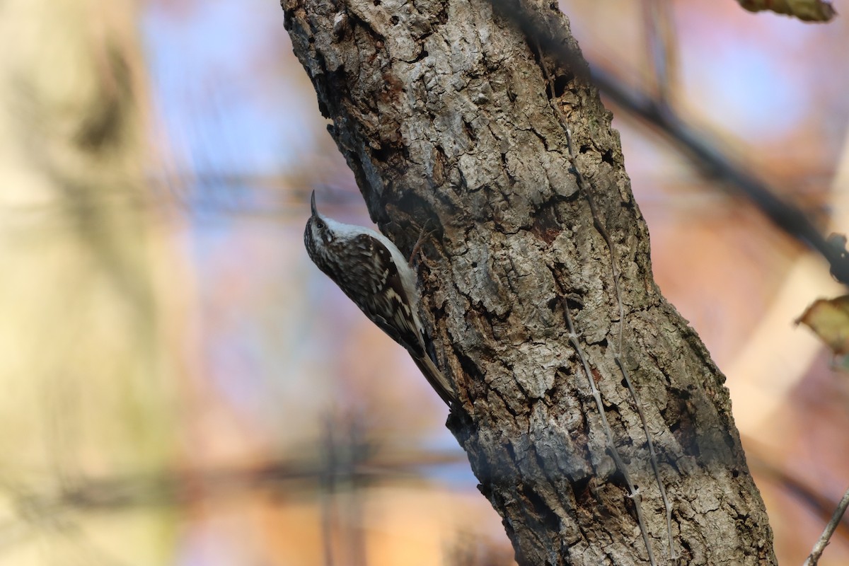 Brown Creeper - ML645572990