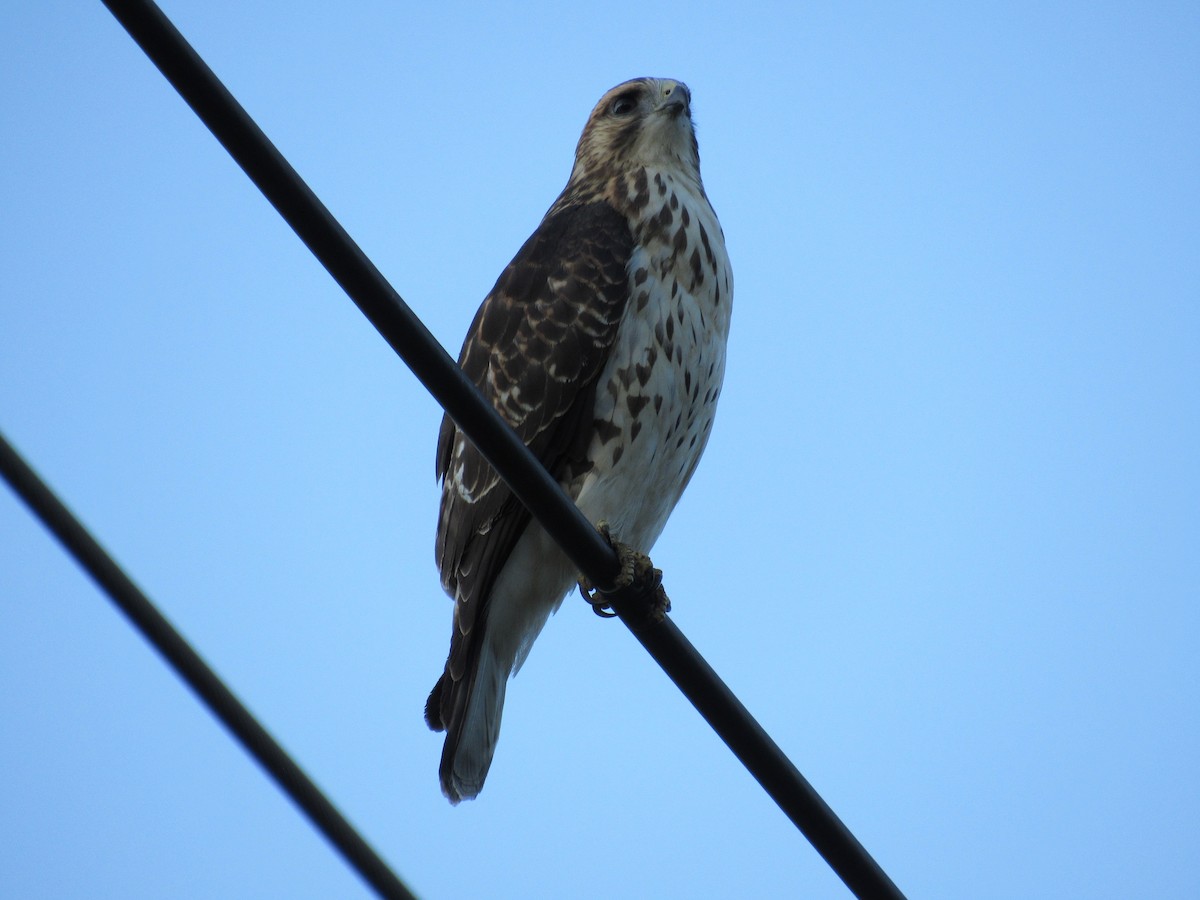 Broad-winged Hawk - ML645572993