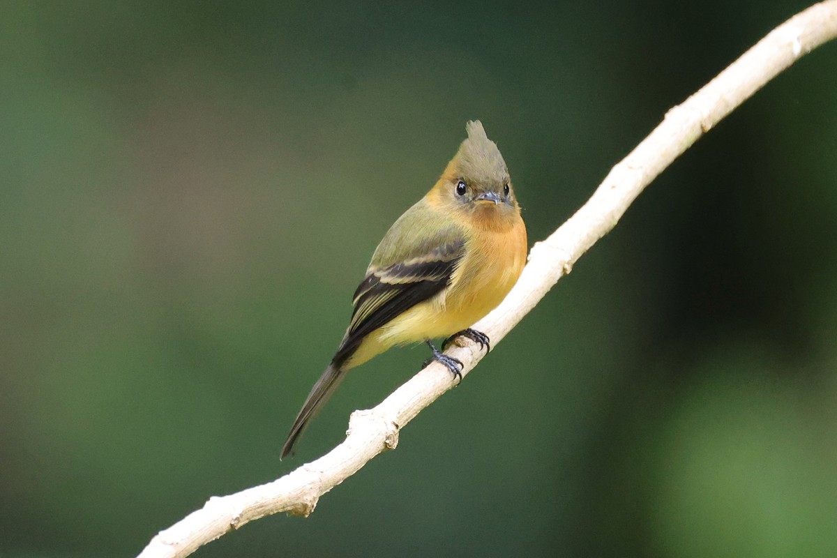 Tufted Flycatcher - ML645572999
