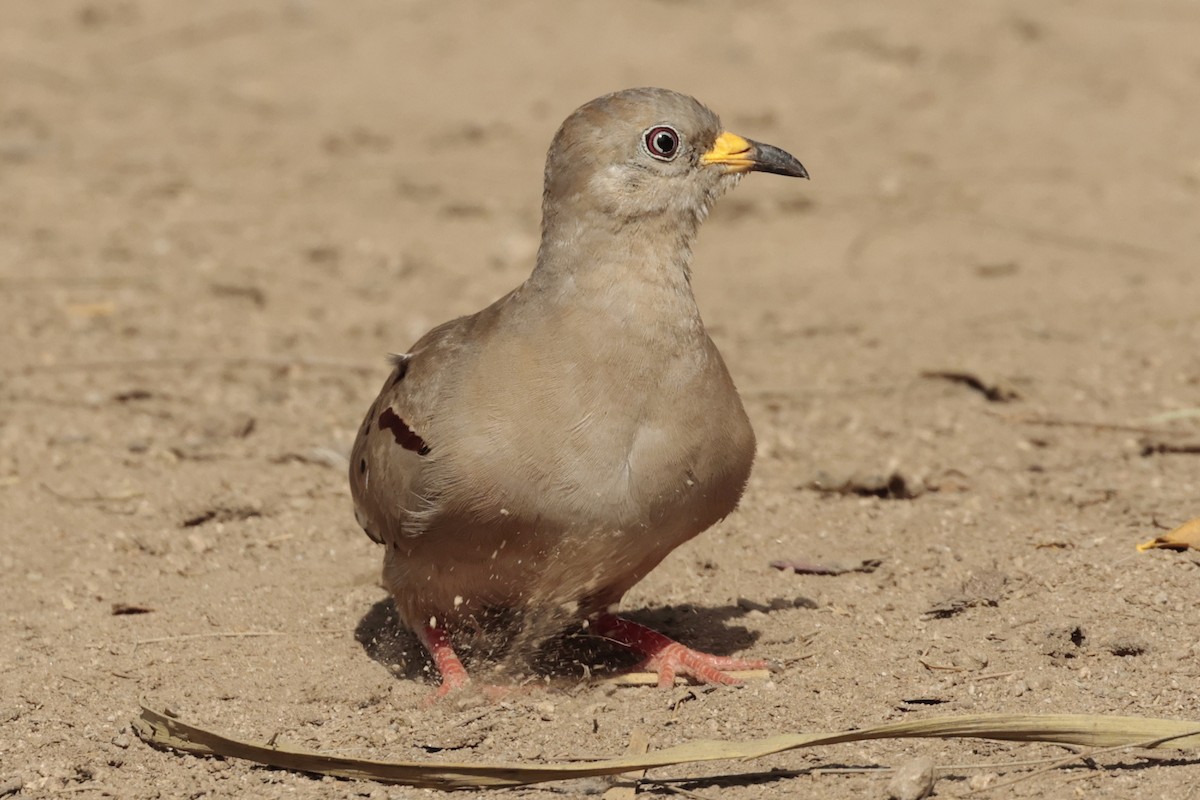 Croaking Ground Dove - ML645573006