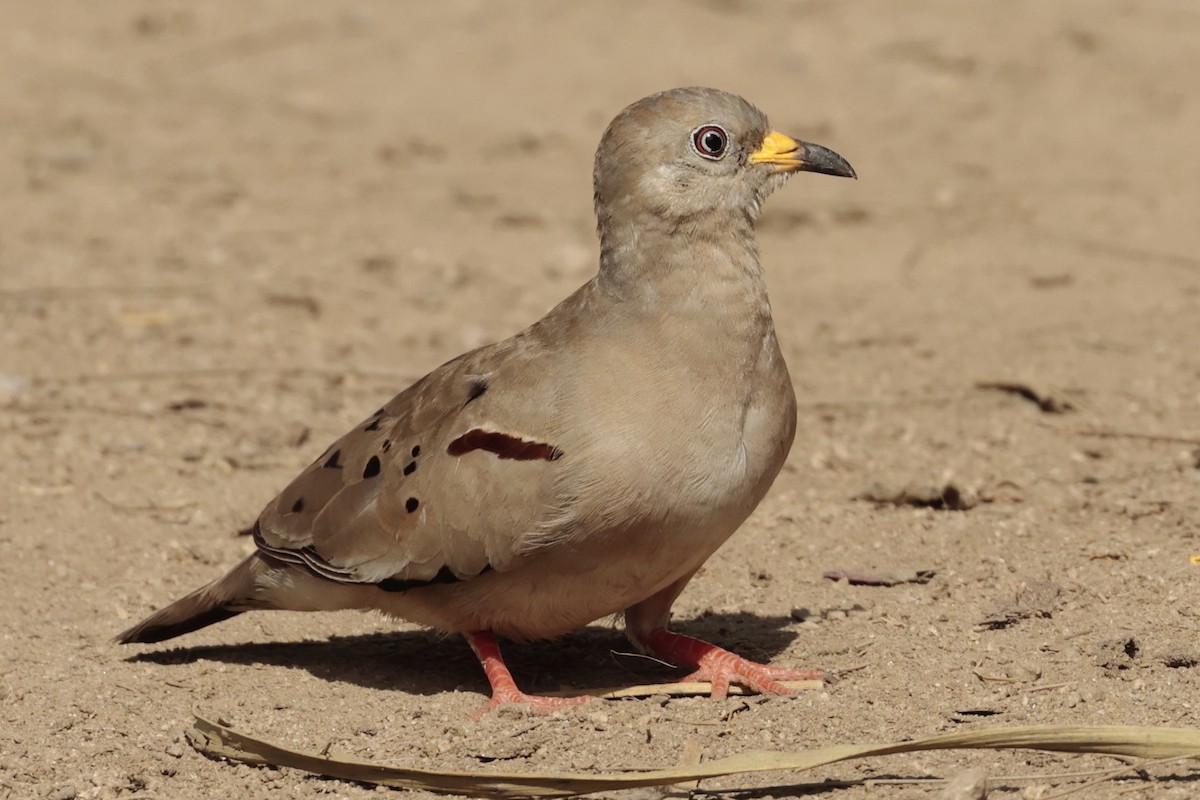 Croaking Ground Dove - ML645573007
