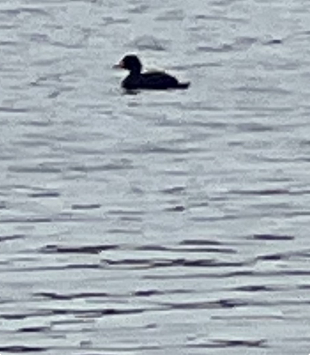 amerikasvartand - ML645573008