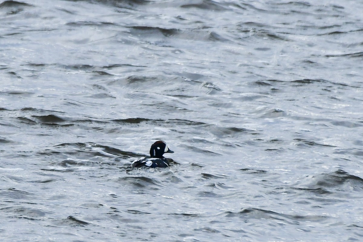 Ahate arlekina - ML645573011