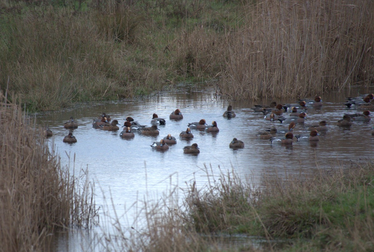Eurasian Wigeon - ML645573012