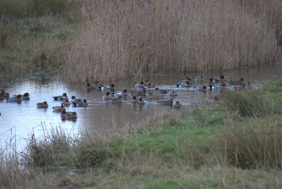 Eurasian Wigeon - ML645573015