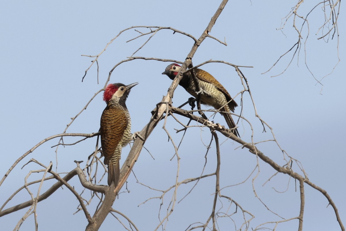 Black-necked Woodpecker - ML645573017