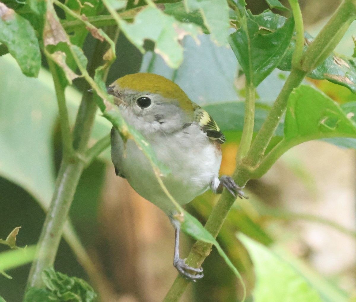 lesňáček rezavoboký - ML645573018