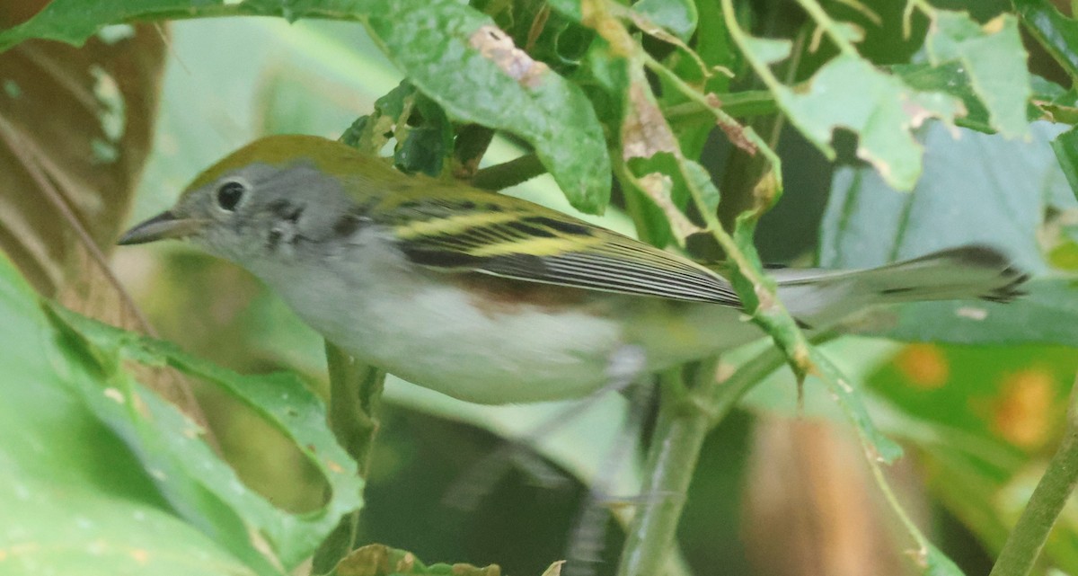 lesňáček rezavoboký - ML645573019