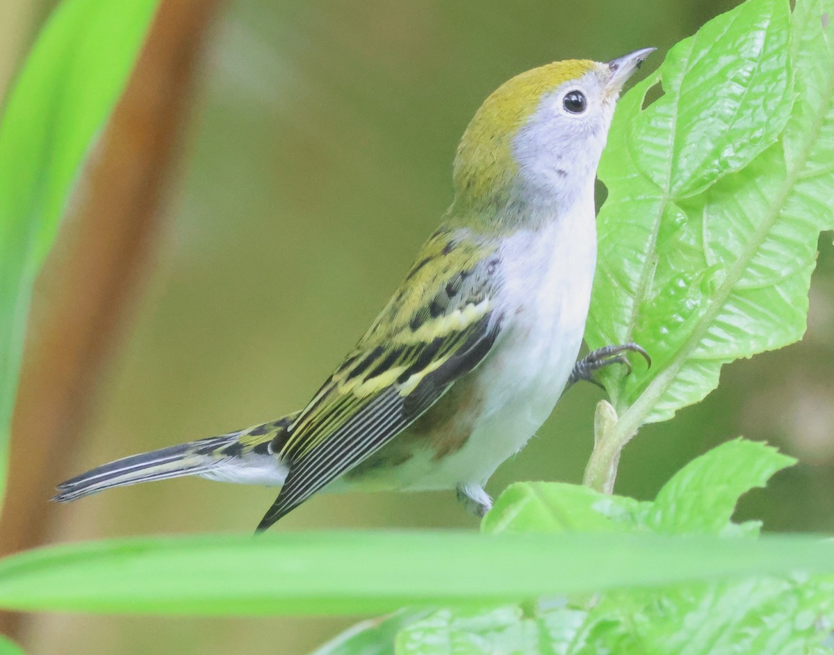 lesňáček rezavoboký - ML645573020