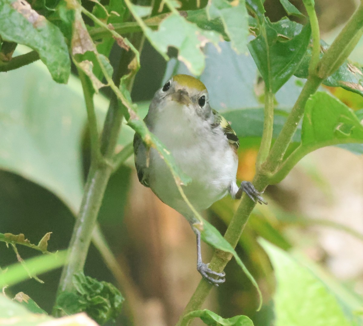 lesňáček rezavoboký - ML645573021