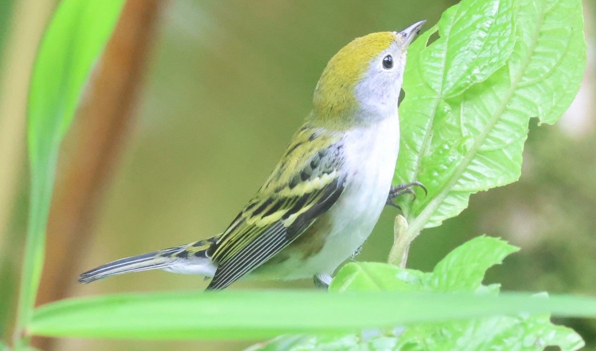 lesňáček rezavoboký - ML645573022