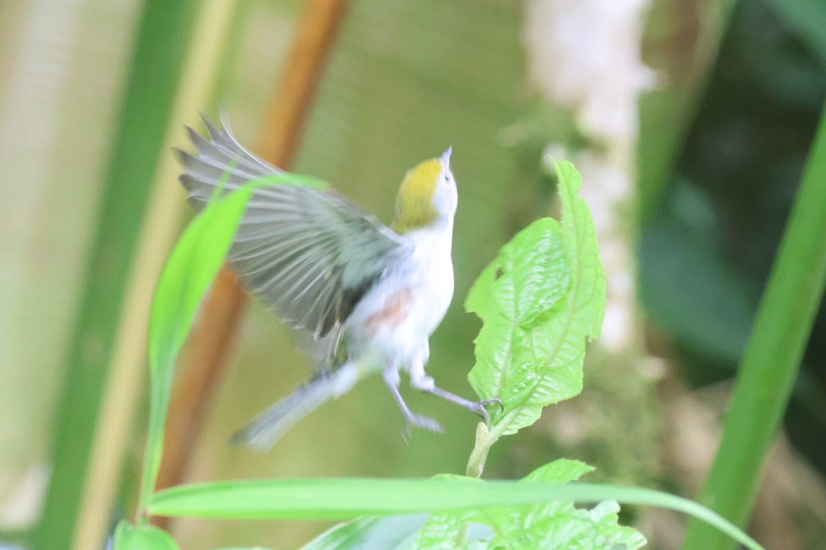 lesňáček rezavoboký - ML645573023