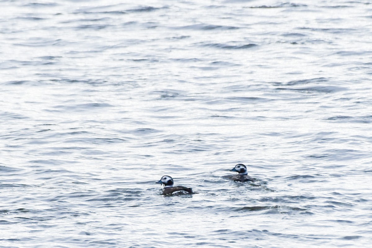Long-tailed Duck - ML645573026