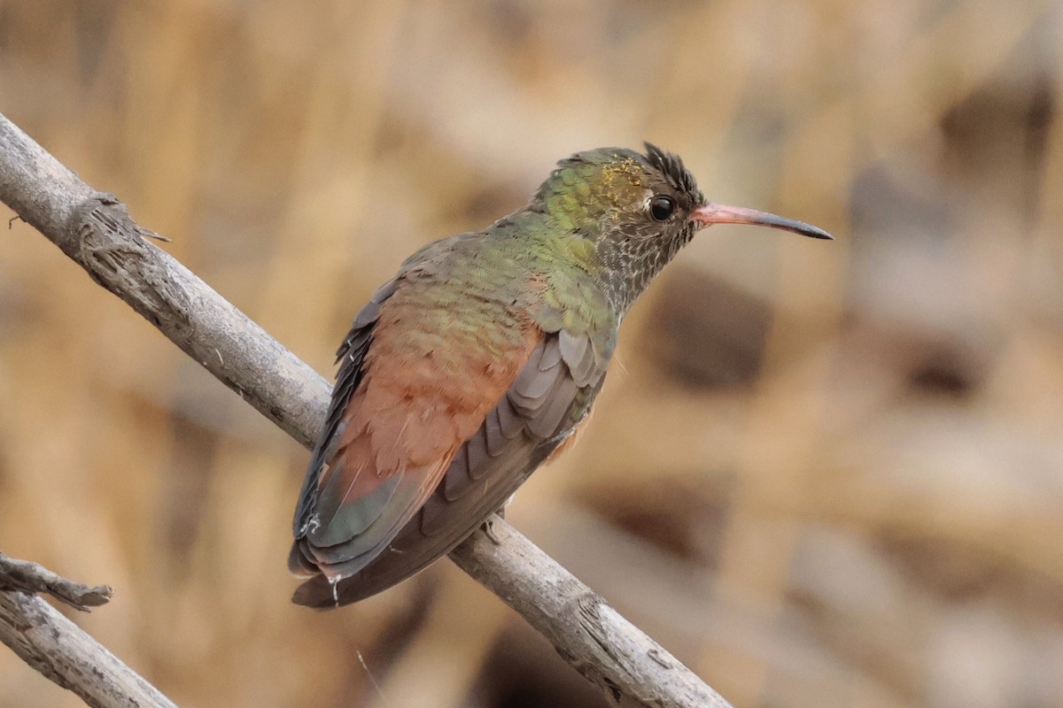 Amazilia Hummingbird - ML645573027