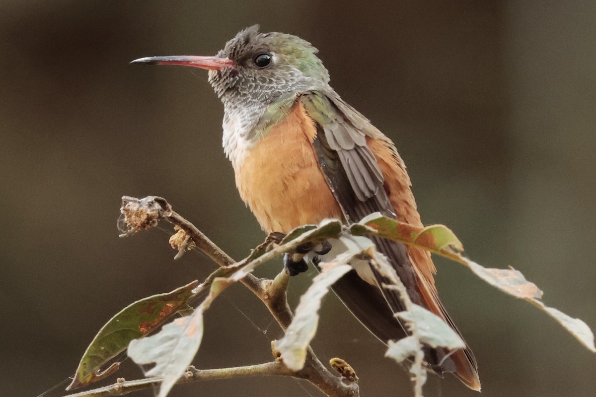 Amazilia Hummingbird - ML645573028