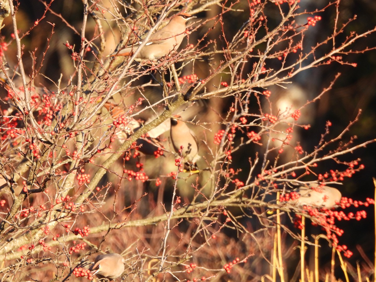 Bohemian Waxwing - ML645573032