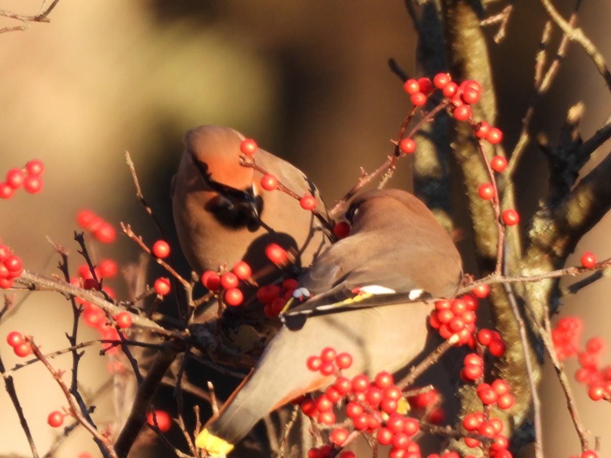 Bohemian Waxwing - ML645573033