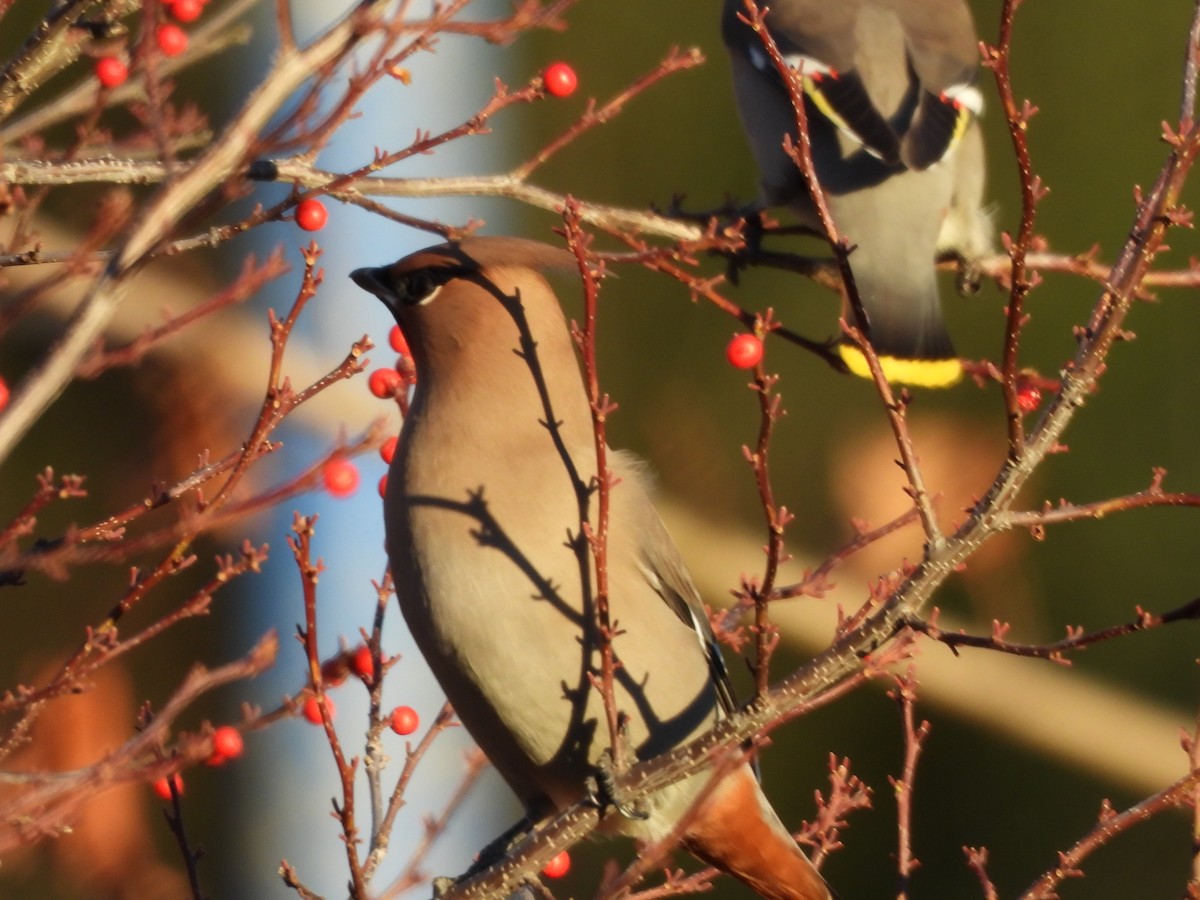 Bohemian Waxwing - ML645573034
