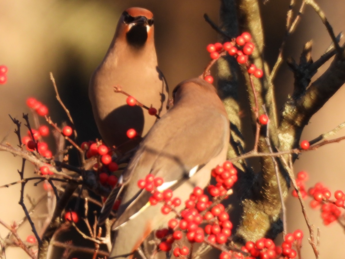 Bohemian Waxwing - ML645573035