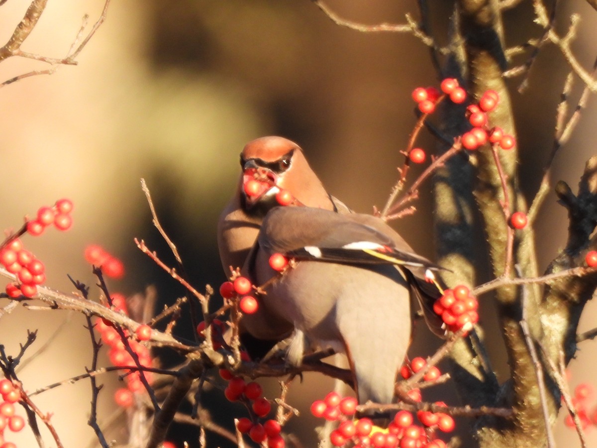 Bohemian Waxwing - ML645573036