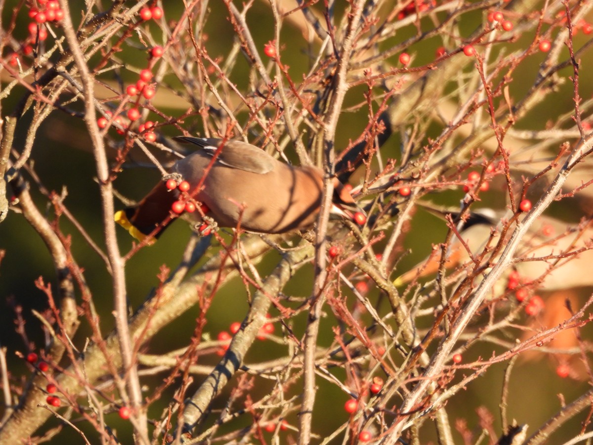 Bohemian Waxwing - ML645573037
