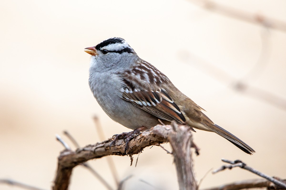 Бруант білобровий - ML645573054