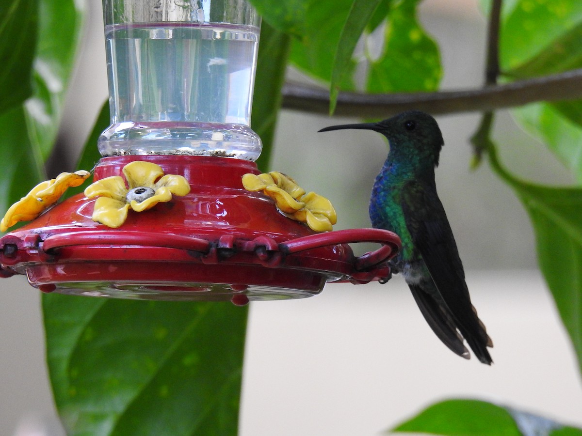 Колібрі-манго смарагдовий - ML645573055