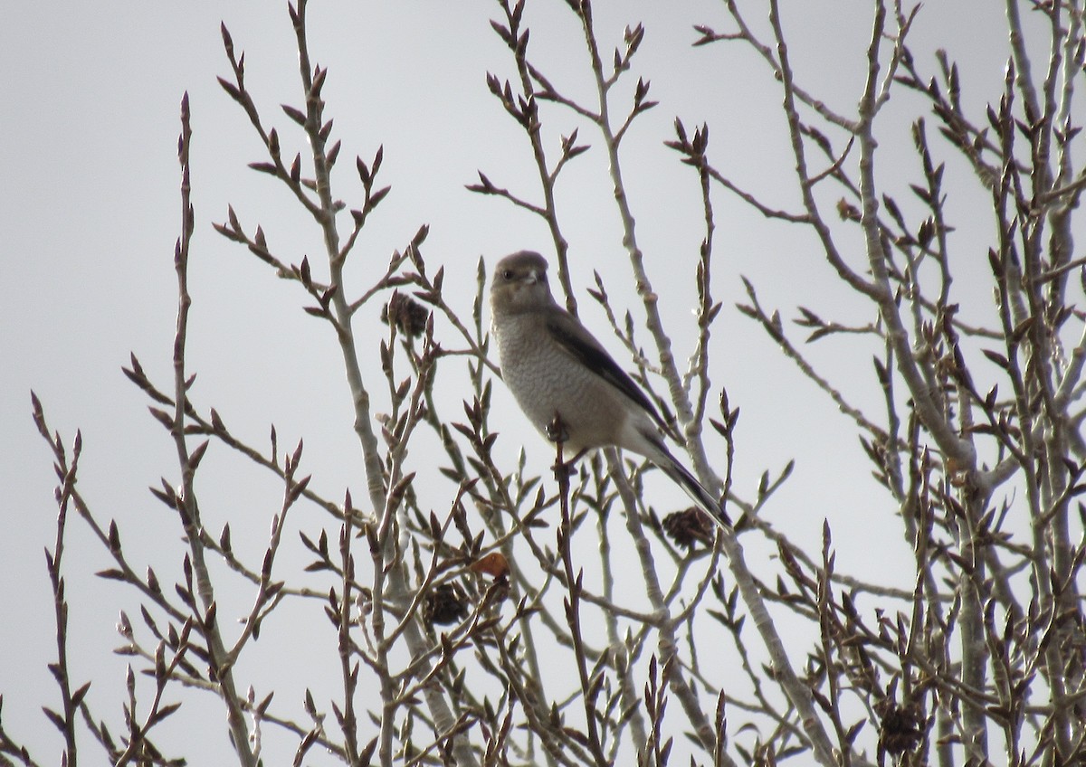 Сорокопуд північний - ML645573056