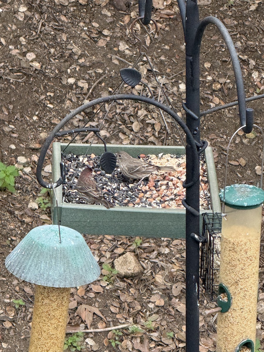 Чечевиця садова - ML645573057