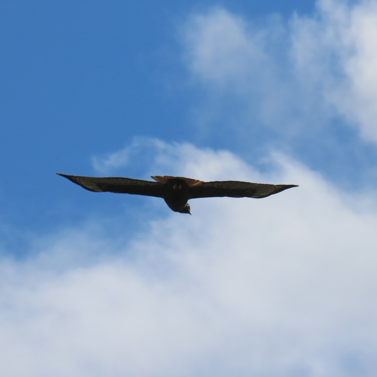 Канюк неоарктичний (підвид calurus/alascensis) - ML645573058