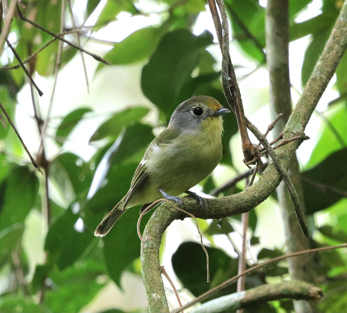 Ірличок оливковий - ML645573059