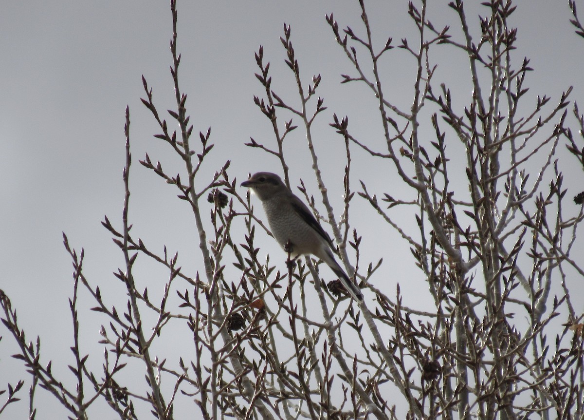 Сорокопуд північний - ML645573060