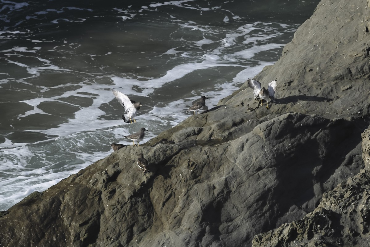 Побережник американський - ML645573061