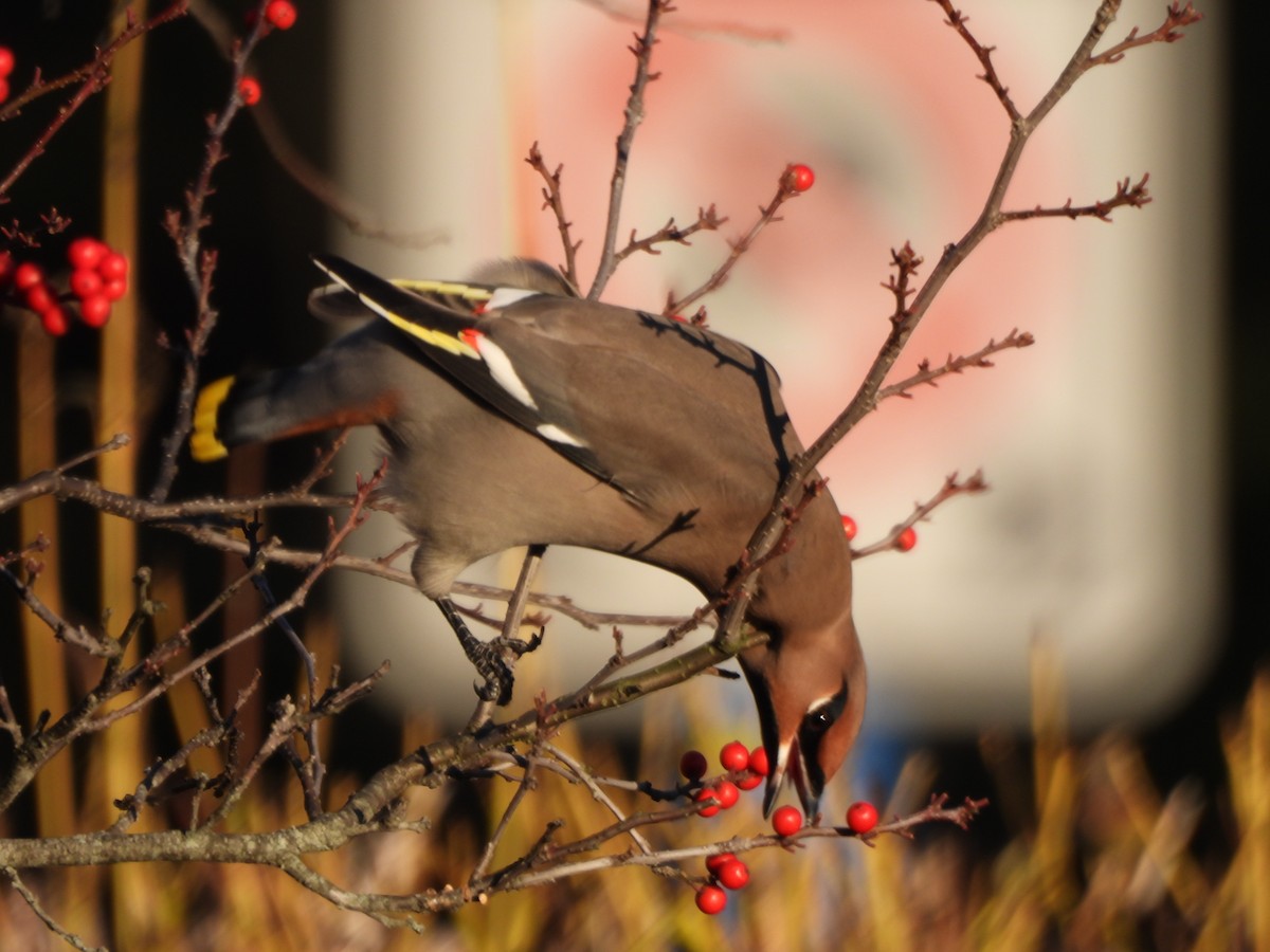 Омелюх звичайний - ML645573063