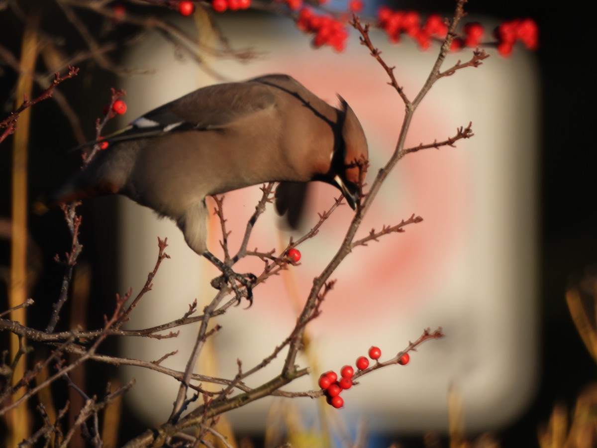 Омелюх звичайний - ML645573065