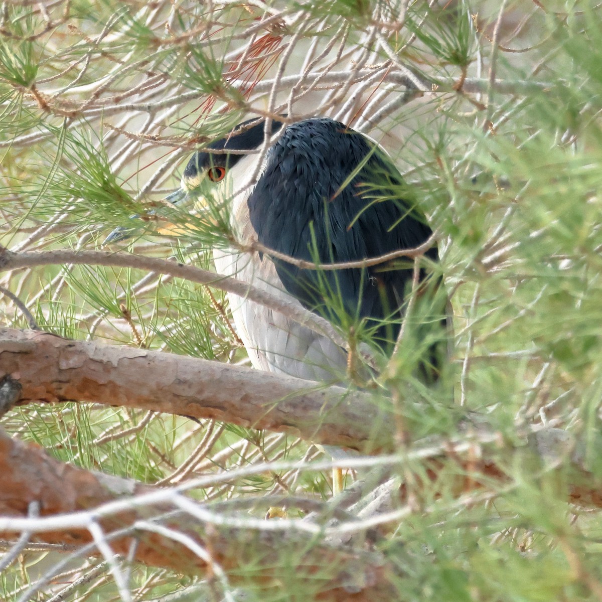 Квак звичайний - ML645573067