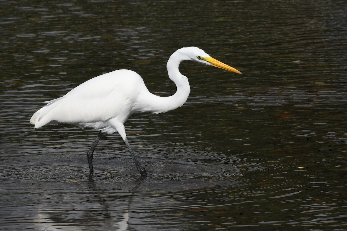 Чапля велика - ML645573068