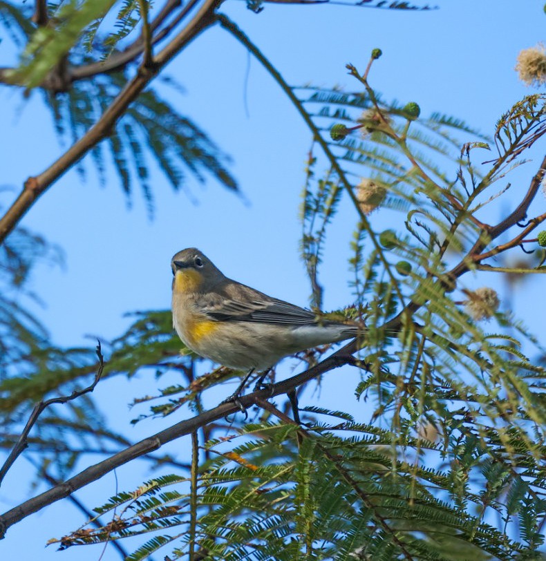Пісняр-лісовик жовтогузий - ML645573069