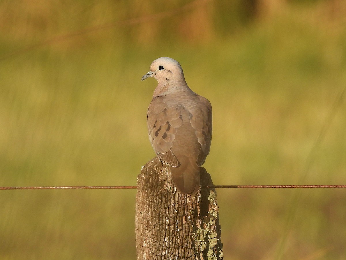Зенаїда південна - ML645573070