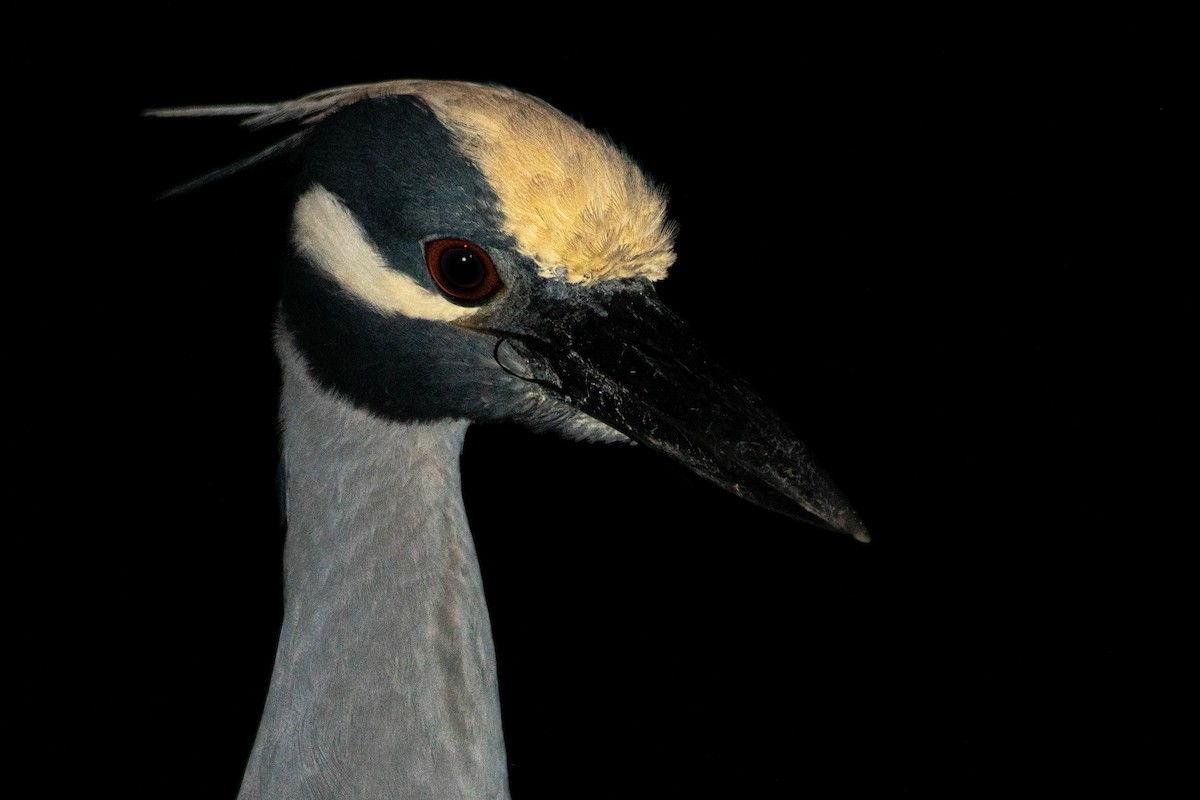 Квак чорногорлий - ML645573071